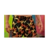 SWIM TRUNKS SEAY BIRD OF PARADISE BLACK MEN 2 SWIM TRUNKS SEAY BIRD OF PARADISE BLACK MEN -Fashion Sports Equipment Store swim trunks seay bird of paradise black men